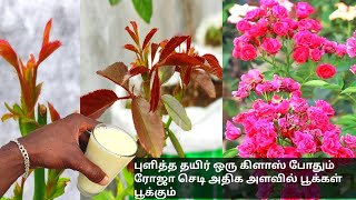 ரோஜா செடி அதிக அளவில் துளிர் வர புளித்த தயிர் போதும்💯  rose plant fertilizer tamil fertilizer [upl. by Ahseiuqal838]