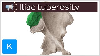 Iliac tuberosity  Anatomical Terms Pronunciation by Kenhub [upl. by Alderman370]