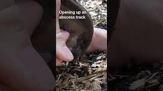 horse hoof abscess POP relieving the pressure abscess draining hoofcare horse farrier oddly [upl. by Ahtar329]