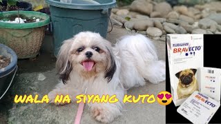 How I used BRAVECTO to my 1 year old shih tzu  Valen Valdez [upl. by Raclima]