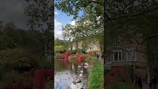 Hampstead No1 Pond 🦢 [upl. by Yesrej]