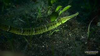 Different pipefish species  Underwater Canaries [upl. by Hamehseer]