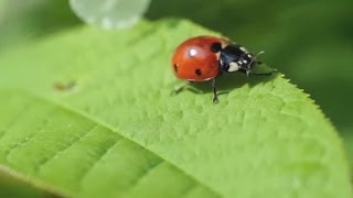 Leben  Was ist das Trailer Schulfilm Biologie [upl. by Swehttam]