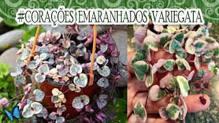 Suculentadodia  Corações emaranhados variegata  Ceropegia Woodii [upl. by Kerge521]