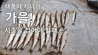 태풍이 지나가고 가을향기 솔솔 피어오르는 단양으로의 은어낚시여행 멋진 날씨 멋진 손맛 멋진 은어 은어 은어낚시 ayu sweetfish [upl. by Mushro]