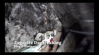 Zugspitz Dogtrekking 2018  FlegelDistanz [upl. by Ned180]