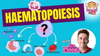 Hematopoiesis  Erythropoiesis [upl. by Cappello698]