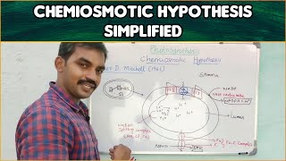 Chemiosmotic hypothesis  Plant physiology [upl. by Alemap300]