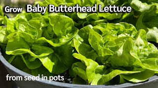 How to Grow Baby Butterhead Lettuce from Seed 🥬 Easy Planting Guide [upl. by Samoht]