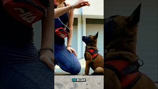 🔥 Belgian Malinois Puppy Training dog malinois dogtraining germanshepherd [upl. by Culbertson]