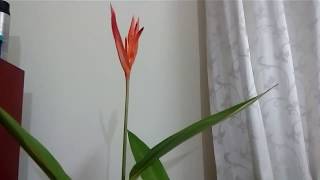 How to take care of Heliconia Psittacorum  Tropical Gardening Part 2 [upl. by Eremehc]