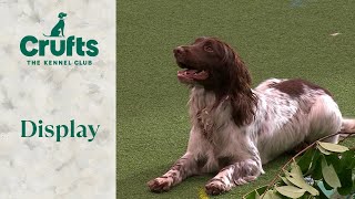 Cuteness Overload 🐶 Gundog Display  Crufts 2024 [upl. by Gan]