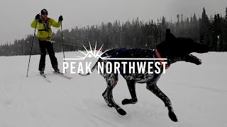 Skiing with dogs Skijoring is as fun and wild as it looks  Peak Northwest [upl. by Nnaeirelav]