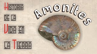 HVT Amonites mini documental [upl. by Nylirek600]