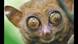 Tarsiers  Cute Little Primates from South Asia [upl. by Airdni464]