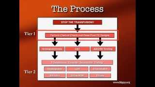 Transfusion Reactions Part 1 [upl. by Kieran436]