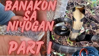 BANAKON SA NIYOGAN  Team Pangayam Vlog cobraprince cobraking [upl. by Eniliuqcaj]