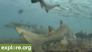 SWARMING SHARKS Frying Pan Shark Cam [upl. by Lizabeth]