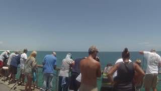 Gage fish snatch a barracuda at Okaloosa island pier fishing [upl. by Cathryn712]