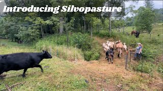 Sheep and Cows Meet Silvopasture [upl. by Edroi]