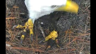 NEFL Eagles  An Intruder Eagle takes refuge in the nest from a storm Sept 6 2024 [upl. by Amary]