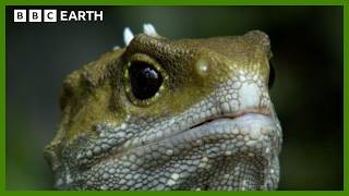 The Reptile Who Walked With Dinosaurs  Narrated by Benedict Cumberbatch  BBC Earth [upl. by Eads]