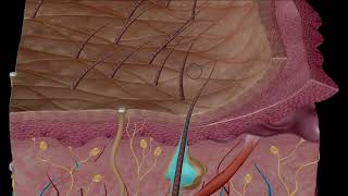 Estructura y función de la piel [upl. by Sera686]