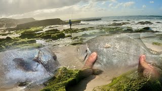 Fishing Galjoen Steenbras Its time to scratch till you catch [upl. by Luapnaes554]