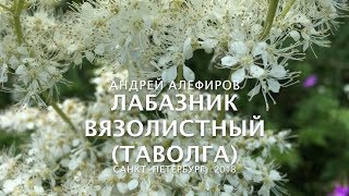 Лабазник таволга вязолистный Алефиров АН [upl. by Calan]