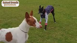 Ibizan Hound Dog Breed  Facts and Personality Traits [upl. by Wolford]