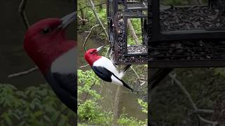 RedHeaded Woodpecker on Feeder [upl. by Eirbua]