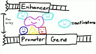 Promoters and Enhancers [upl. by Asselam]