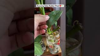 If the plant does not thrive in soil try to do this🌱Water Propagationpeperomia plantscareshorts [upl. by Airet425]