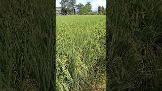 Rice fields in the Philippines part2 [upl. by Engamrahc]