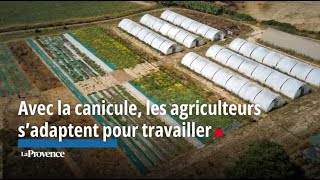 Avec la canicule les agriculteurs s’adaptent pour travailler [upl. by Akemej]