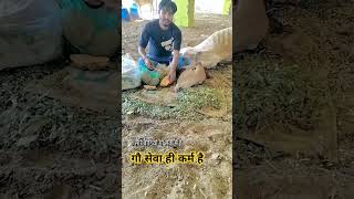 cow gausewak hindisong farming gaumakasevak [upl. by Eleirbag]