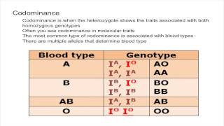 Codominance and Multiple Alleles [upl. by Knowling823]