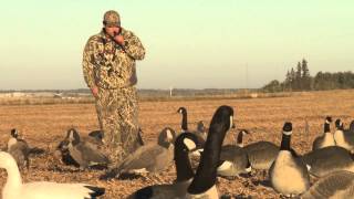 AMAZING Man catches Canadian Goose With BARE HANDS [upl. by Eleik]