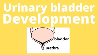 Urinary bladder embryology urinary bladder development Trigone of bladder urogenital sinus [upl. by Stanleigh721]