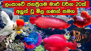 හොදම විසිතුරු මසුන් වර්ග 20 නවතම මිල සමග 2022  Top 20 of Ornamental fish  surathal masun wagawa [upl. by Ahsyekal]