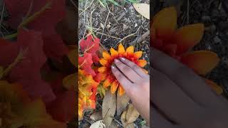 Flower ASMR asmrcommunity tingles asmr [upl. by Ajat574]