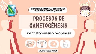 Proceso de Gametogénesis Espermatogénesis y Ovogénesis [upl. by Theadora338]