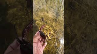 Freshwater crabs caught in the floodplain with pretty nature views  crab villagelife catch [upl. by Zarger]