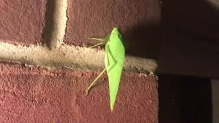 Greater Anglewing Katydid and Treetop Bush Katydid [upl. by Dibri465]