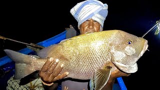 Catching Blubberlip Snapper Mangrove Jack amp Grouper Fish in the Sea [upl. by Sorgalim]