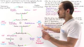 Reciprocal Regulation of Gluconeogenesis and Glycolysis [upl. by Bradford436]