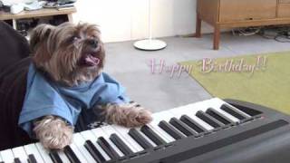 play that birthday keyboard dog [upl. by Jaquelyn]