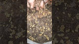 winter garden series part ३ viralvideo gardening gardeningvideos hou [upl. by Amlez]