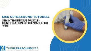 Ultrasound identification of the Semitendinosus muscle Raphe or Veil [upl. by Allecnirp]