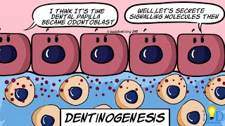 Dentinogenesis  HackDentistry [upl. by Danika]